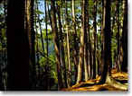 Image of Scenic State Park